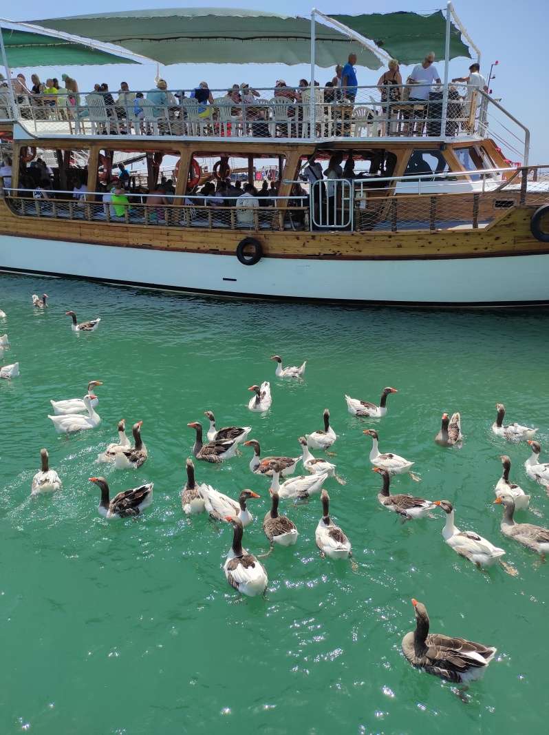 Kačky milujú turiskot