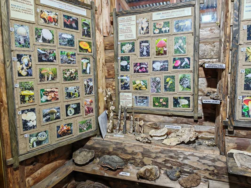 Huby v gruzínskom lese