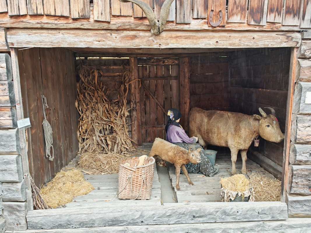 Stajňa, dojenie kravy