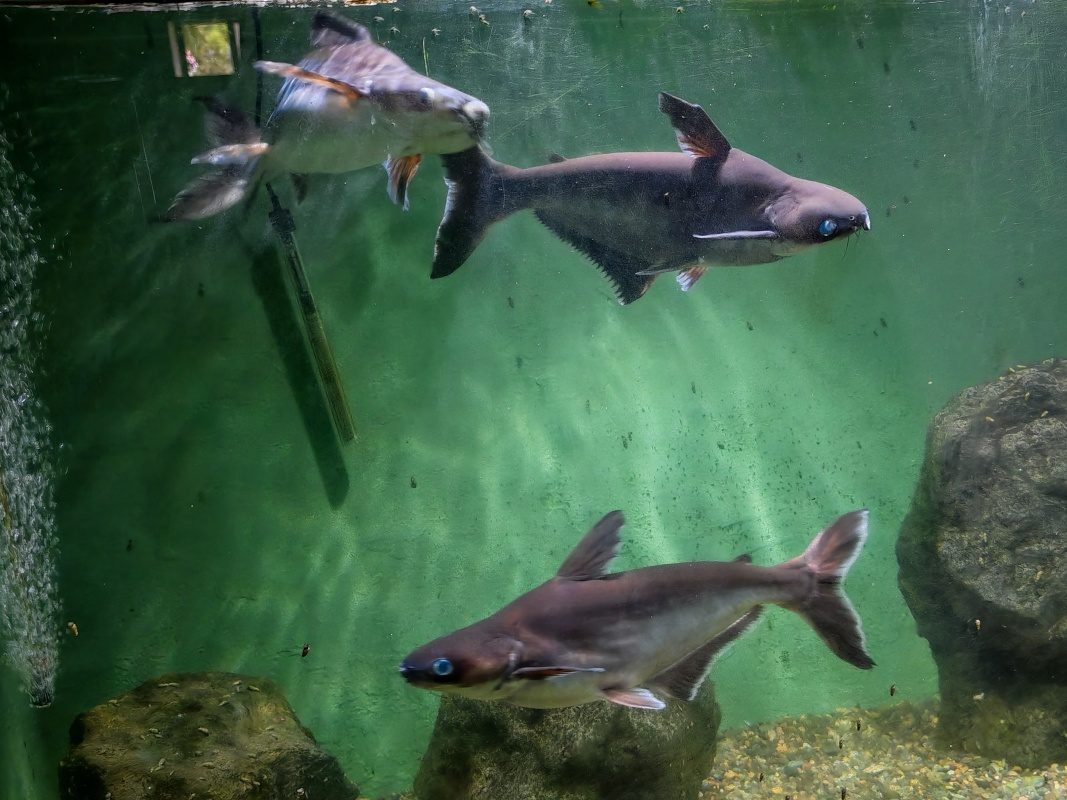 Akvárium, hnusné pangasiusy