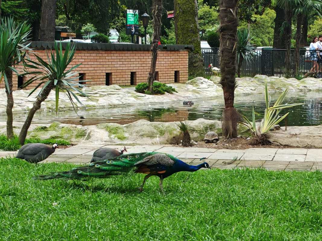 Vtáčia ZOO v parku