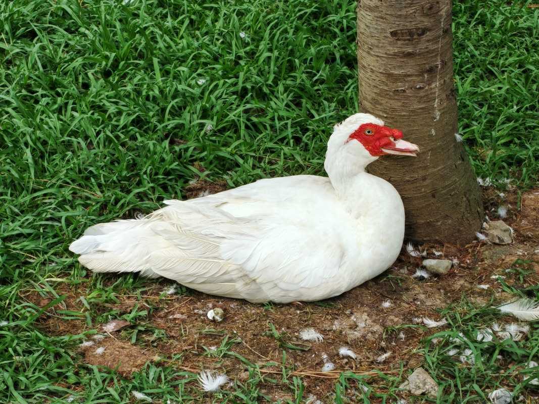 Vtáčia ZOO v parku