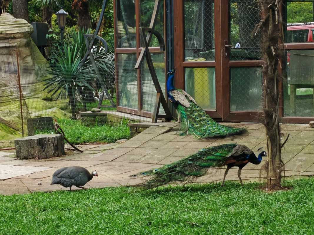 Vtáčia ZOO v parku