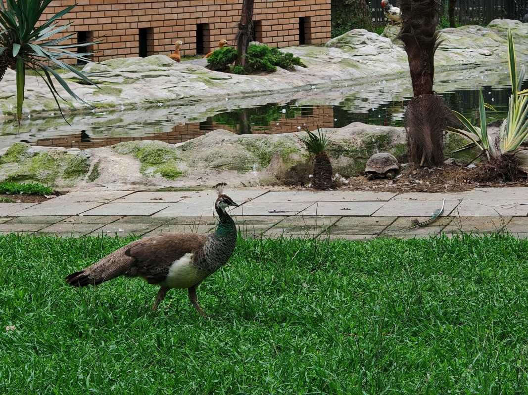 Vtáčia ZOO v parku