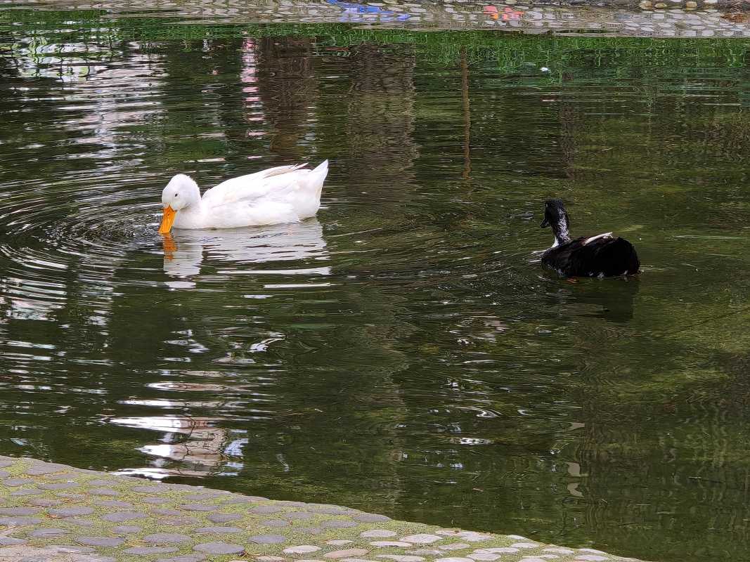 Vtáčia ZOO v parku