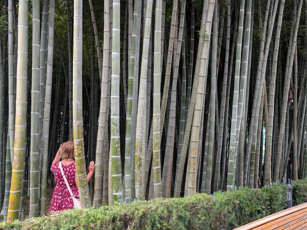 Bambusový les - práve som zakopla o drôt :)