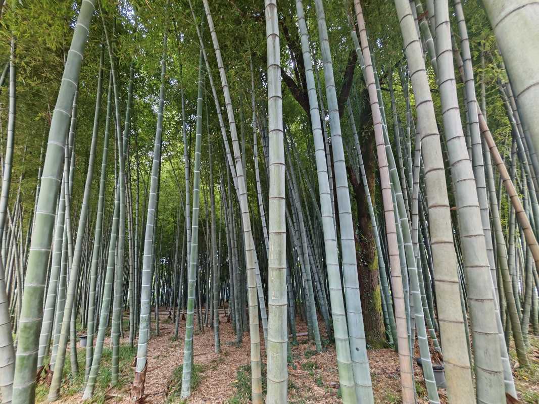 Bambusový les