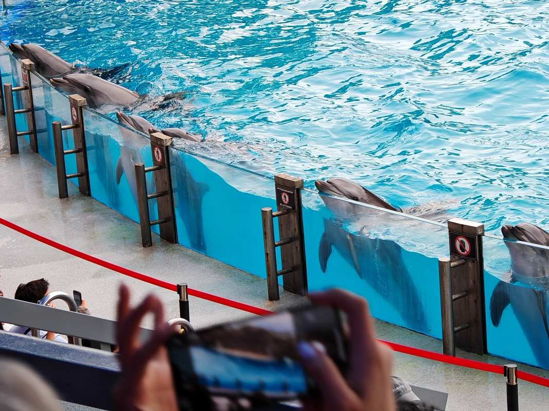 Delfinárium