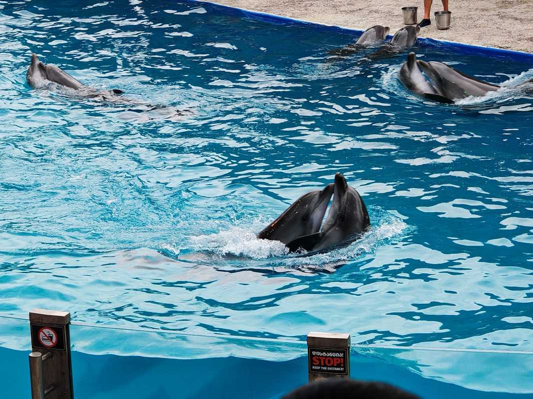 Delfinárium
