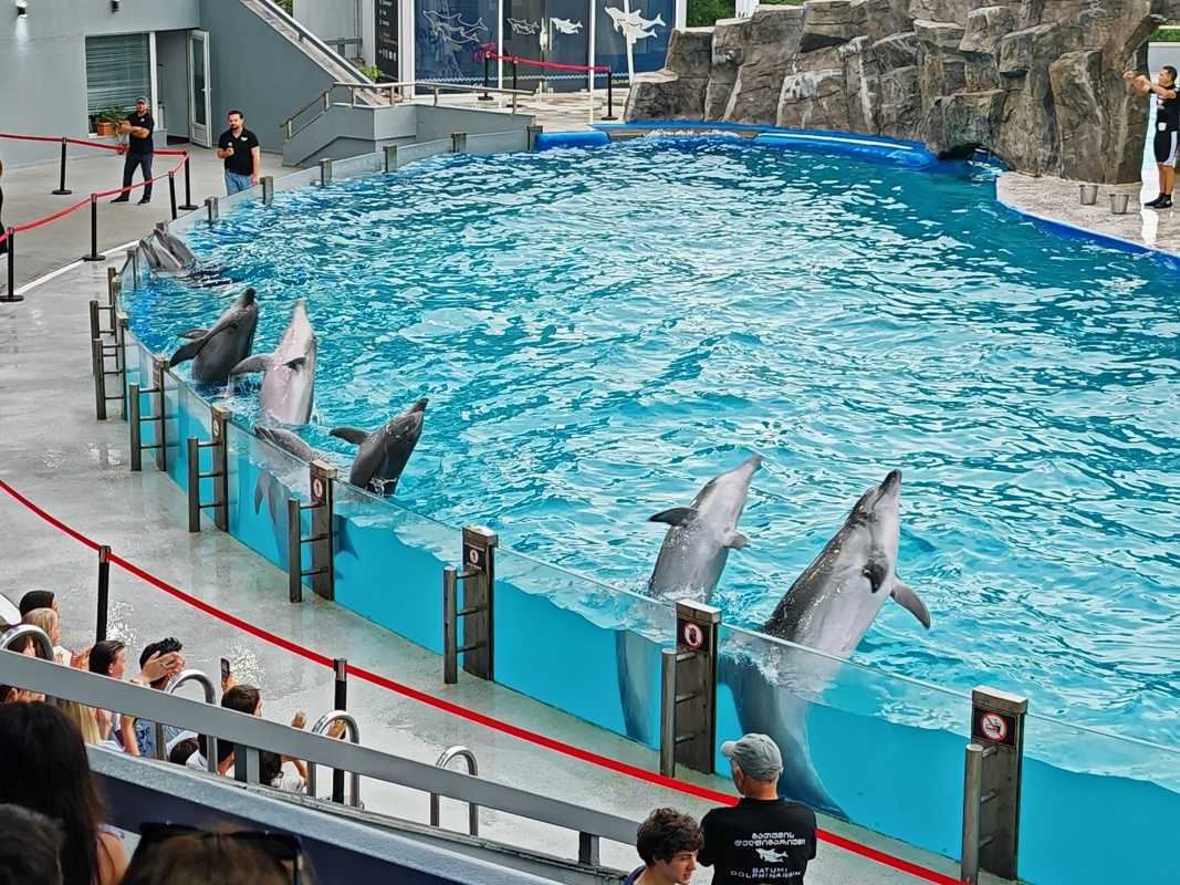 Delfinárium