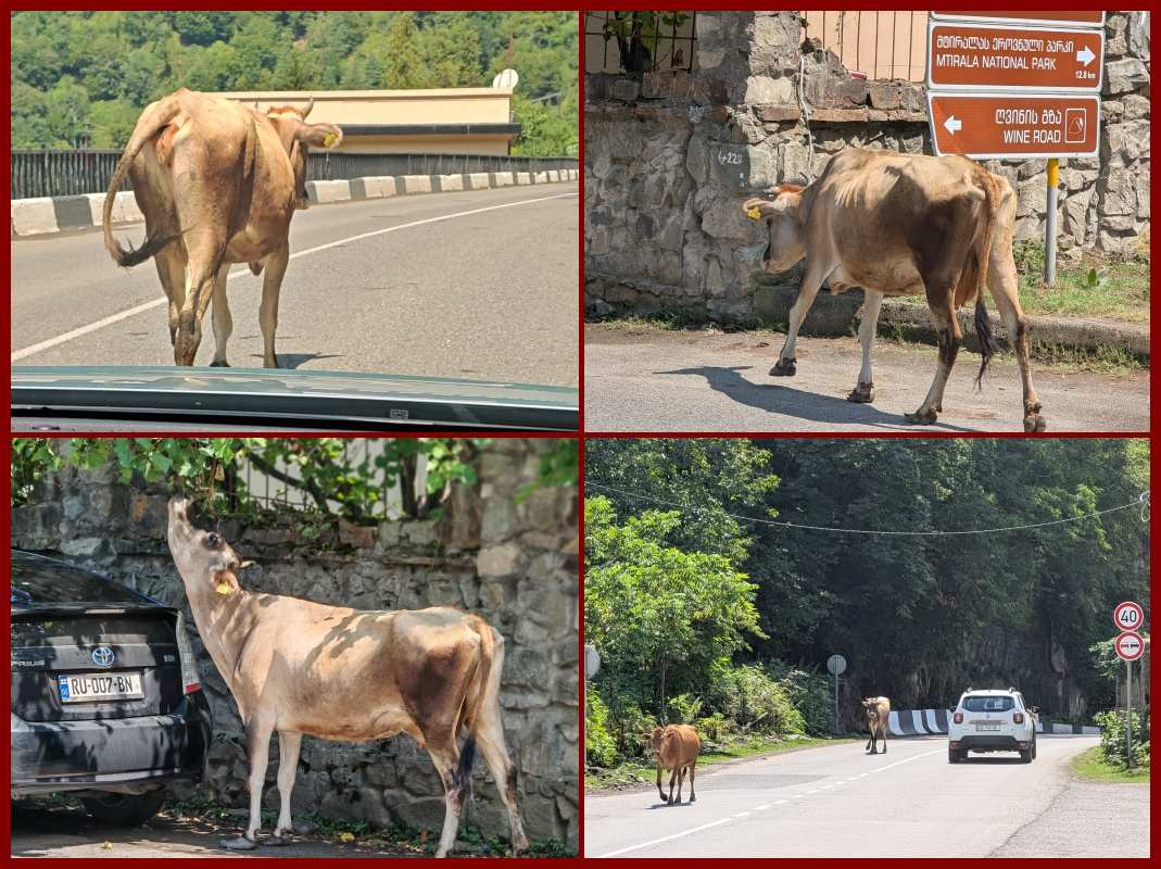 Kravy v Gruzínsku milujem :)