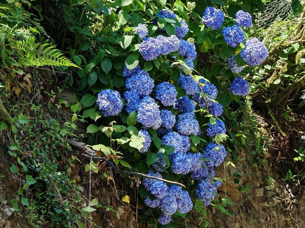 Modré hortenzie pri Mirveti vodopáde