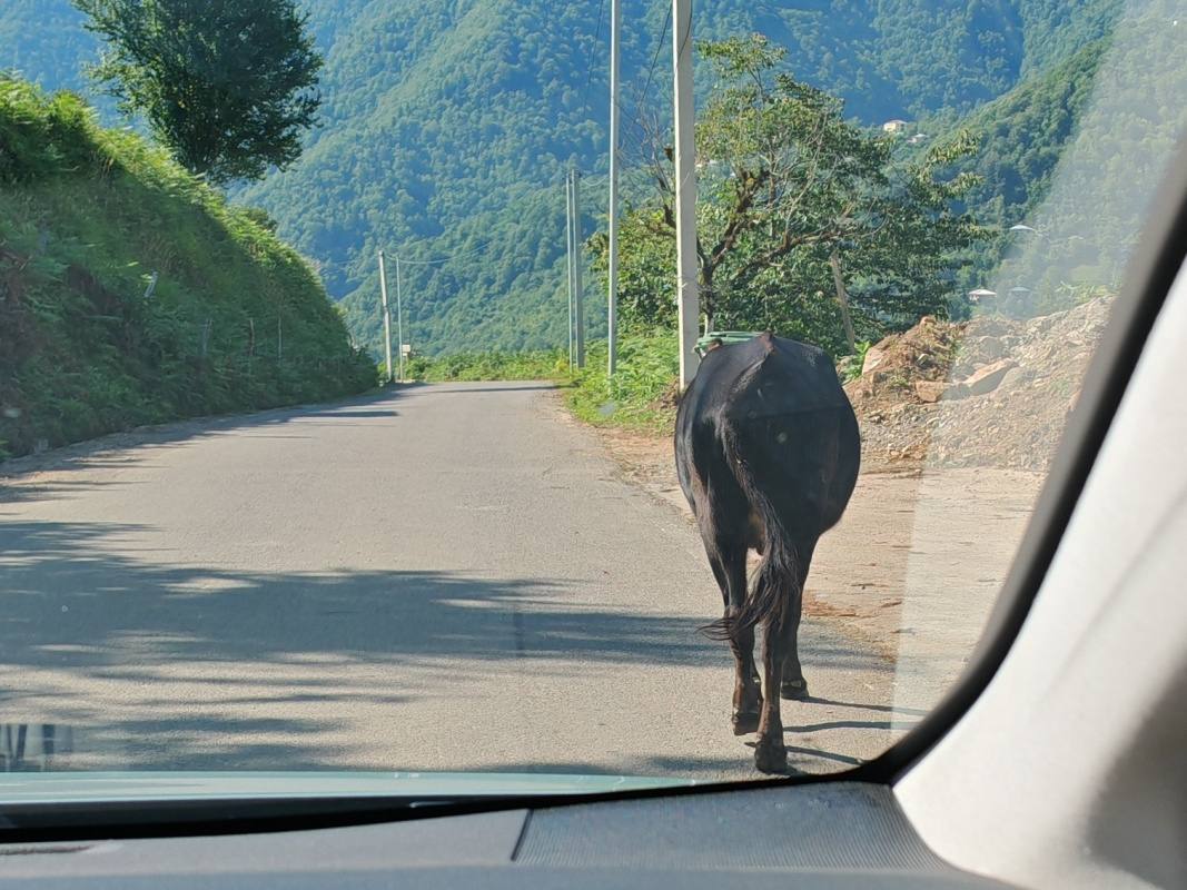 Naspäť nás opäť vedú kravičky