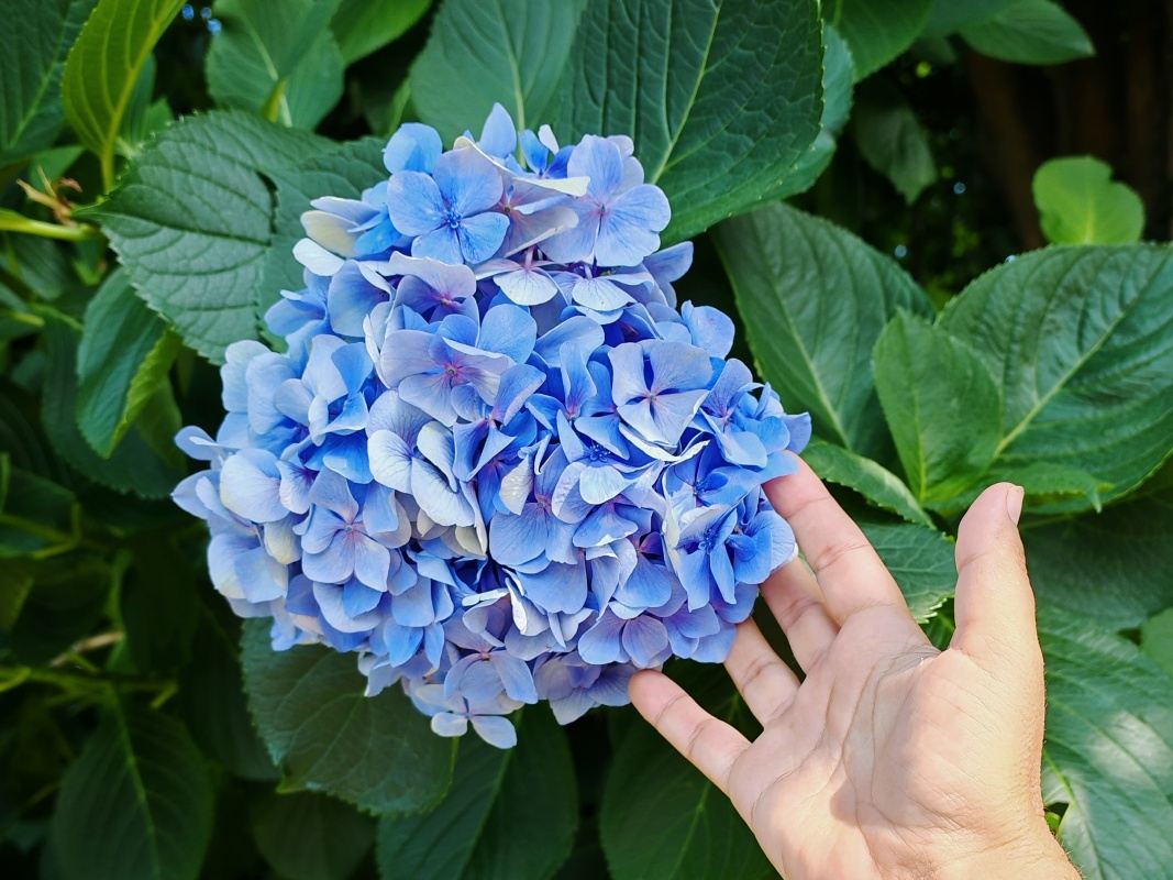 Botanická záhrada, všetky hortenzie sú modré