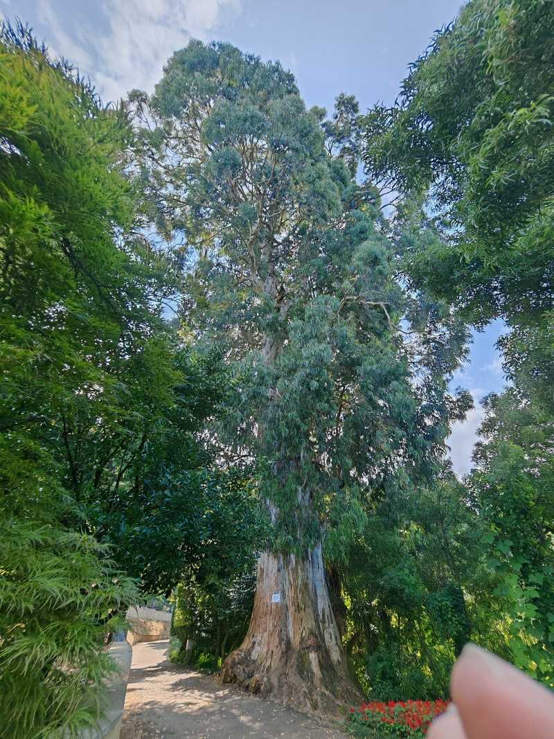 Botanická záhrada, starý eukalyptus viminalis, pôvodne z Austrálie