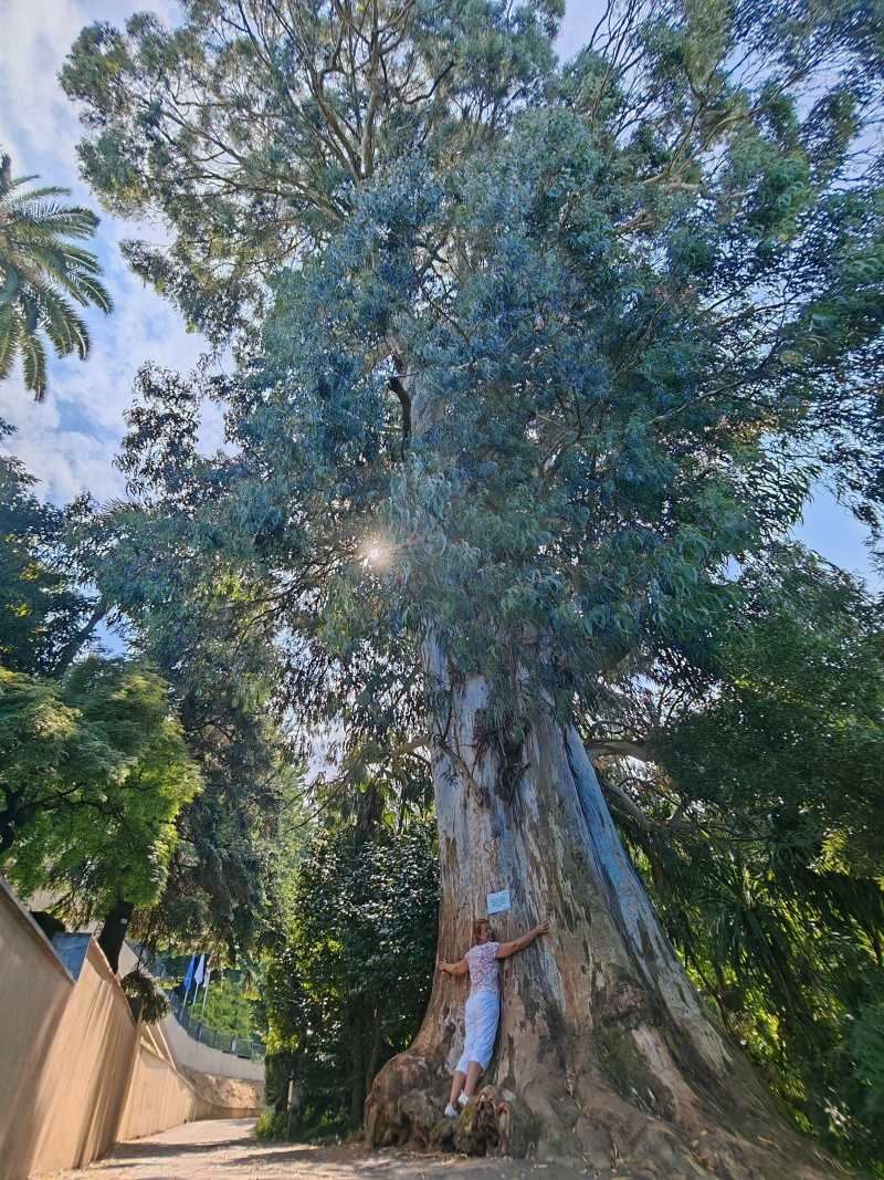 Botanická záhrada, starý eukalyptus viminalis, pôvodne z Austrálie