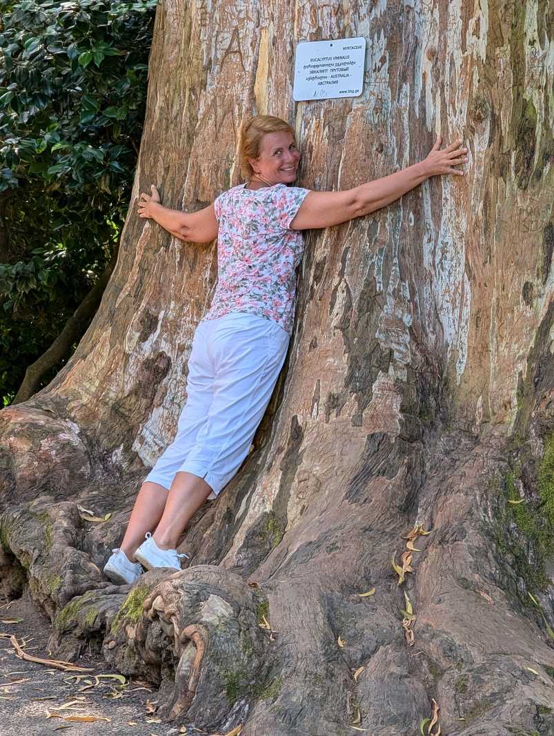 Botanická záhrada, starý eukalyptus viminalis, pôvodne z Austrálie