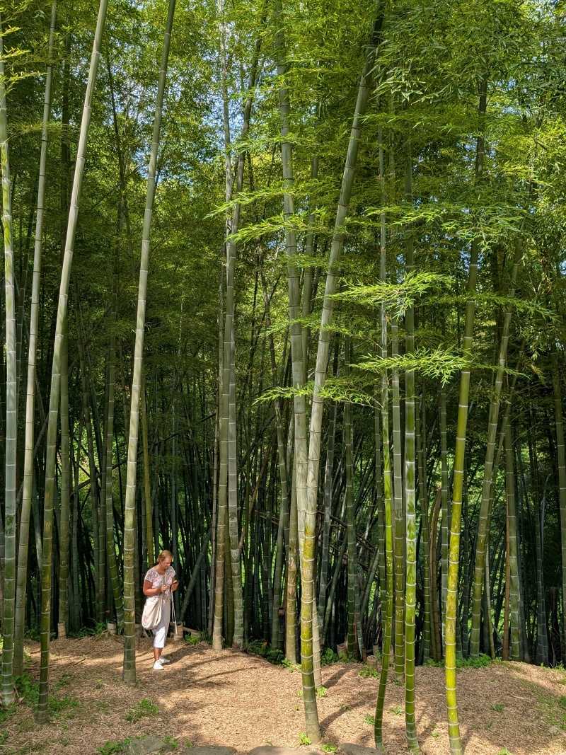 Botanická záhrada, túlam sa bambusovým lesom