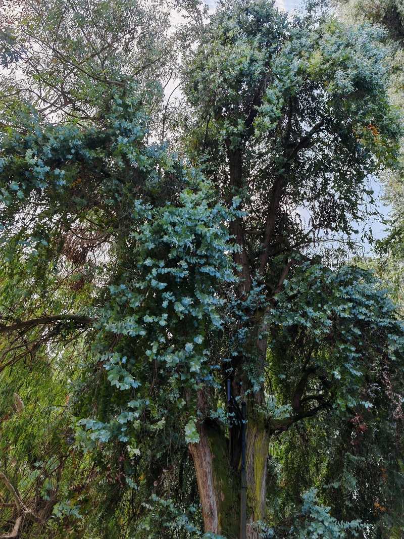 Botanická záhrada, eukalyptus