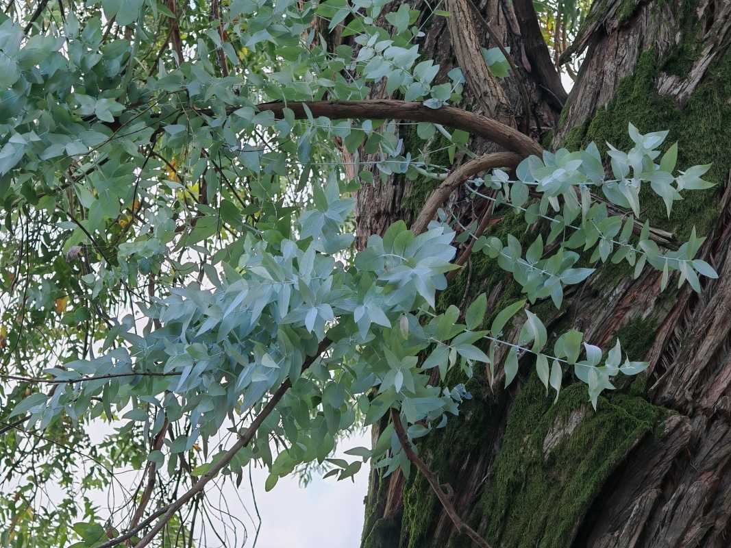 Botanická záhrada, eukalyptus