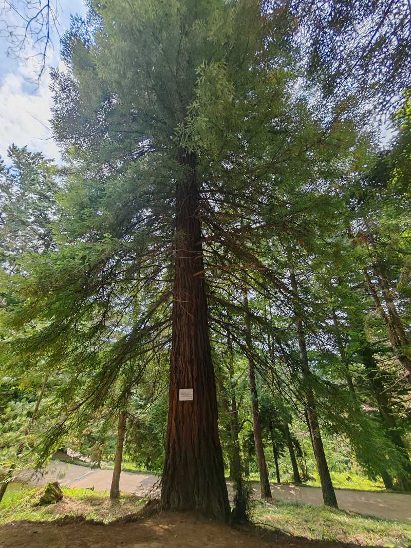 Botanická záhrada, sequoia sempervirens, pôvodne z Kalifornie