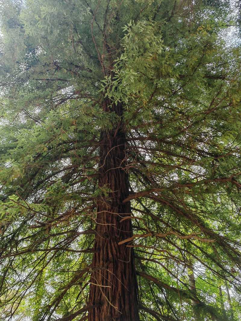 Botanická záhrada, sequoia sempervirens, pôvodne z Kalifornie