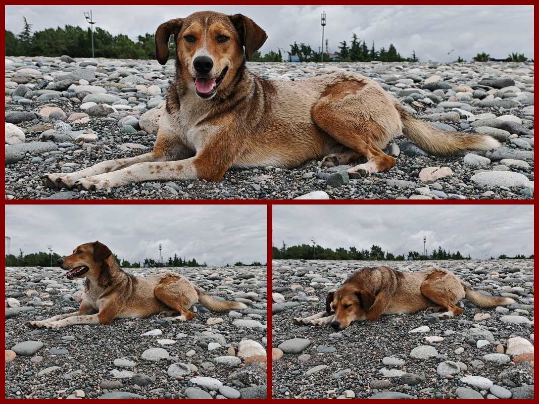 Lúči sa s nami aj psík ...