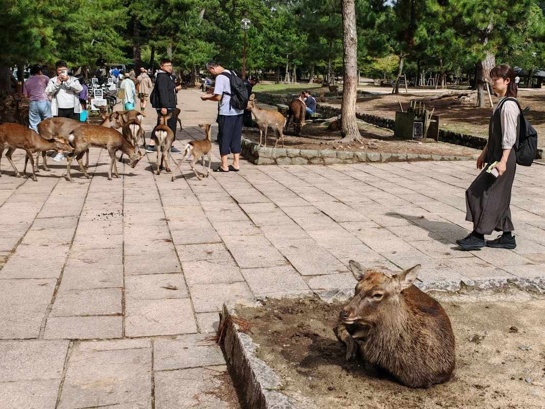 Park Ukigumo-enchi plný jelenčekov