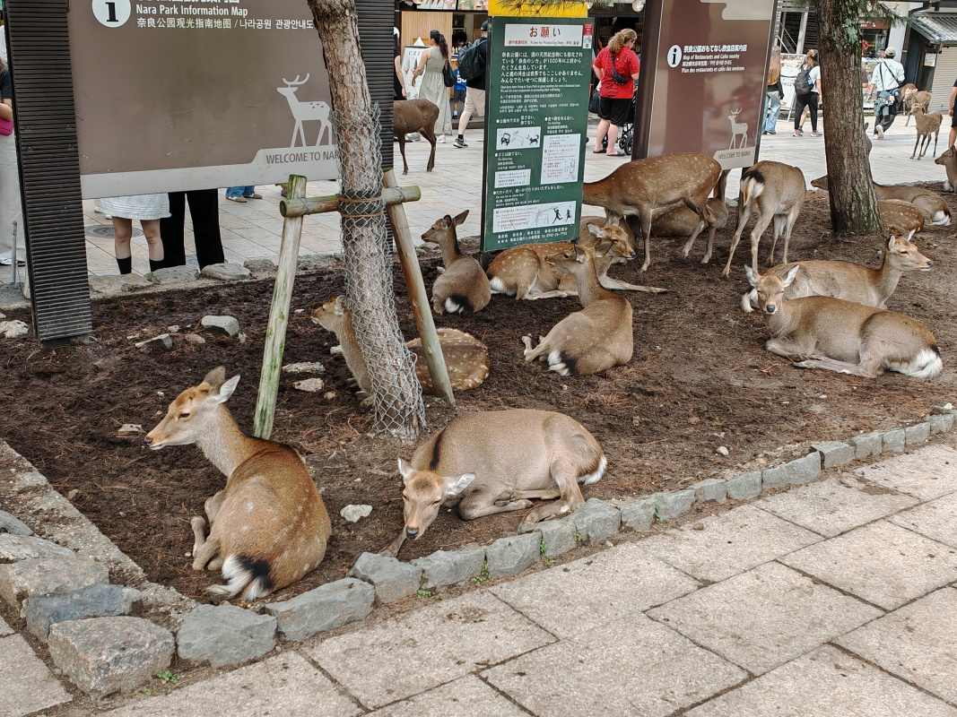 Park Ukigumo-enchi plný jelenčekov