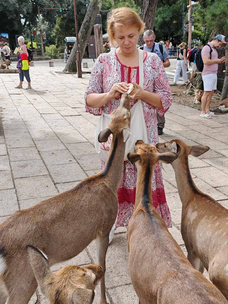 A aj ja kŕmim jelenčeky