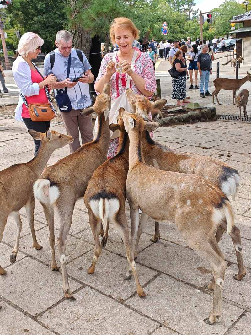 Za oplátkami sa naozaj vrhajú ako pyrane ...