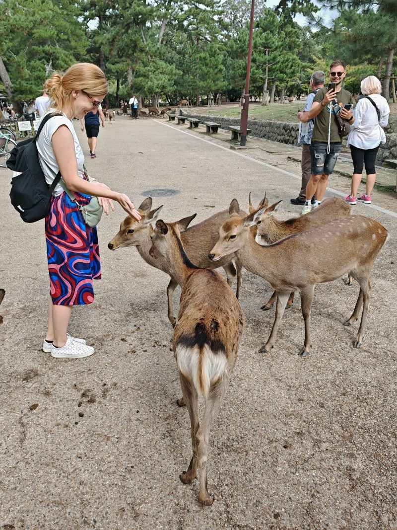 Hanka kŕmi jelenčeky