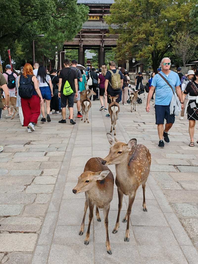 Ideme k bráne Nandai-mon, Veľkej južnej bráne do chrámu Tōdai-ji