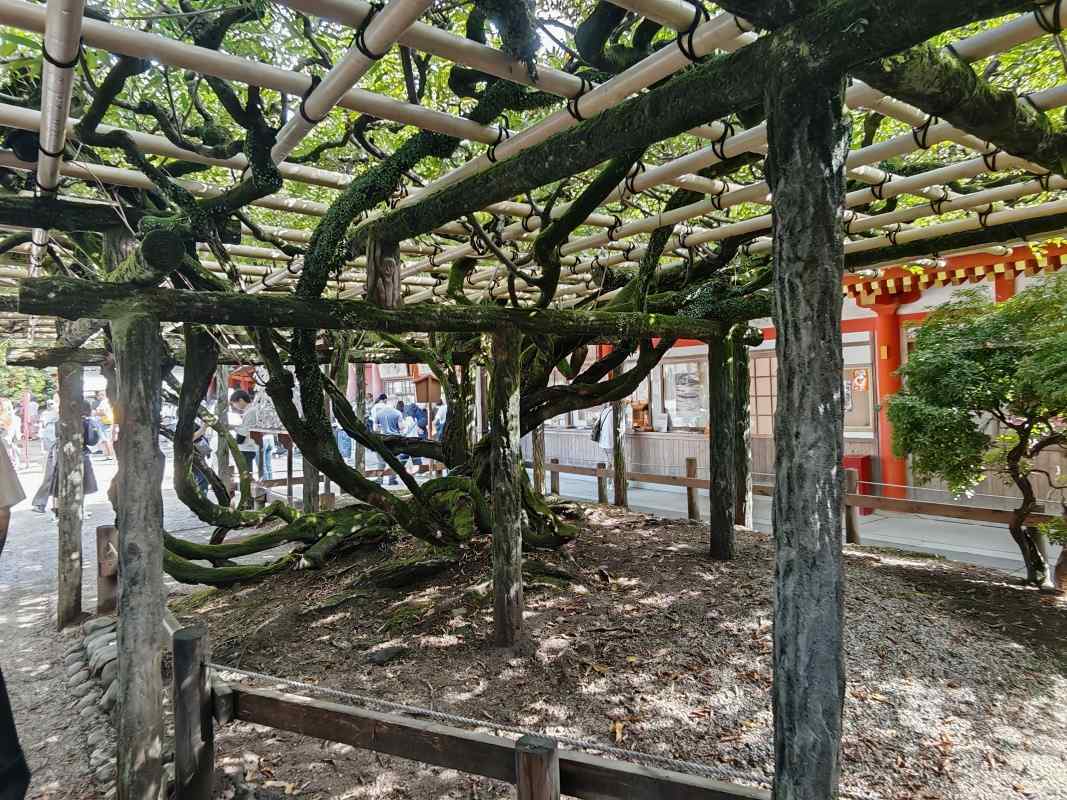 Kasugataisha Shrine - šintoistická svätyňa tisicov lampášov