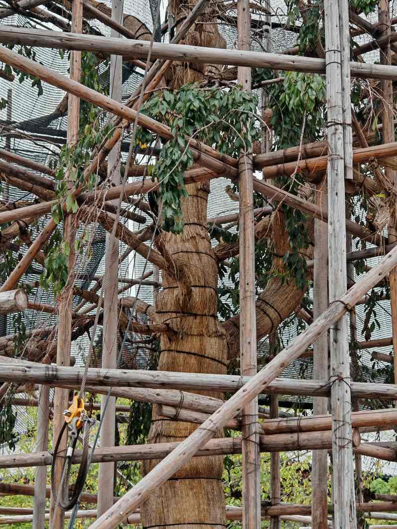 Čerešňa - 120 rokov, výška 13m, rozpätie konárov 7m