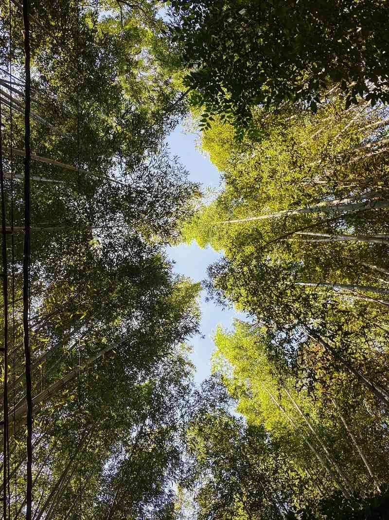 Bambusový les Arashiyama