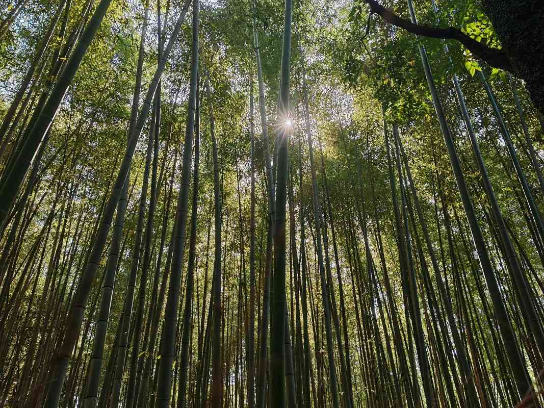 Bambusový les Arashiyama