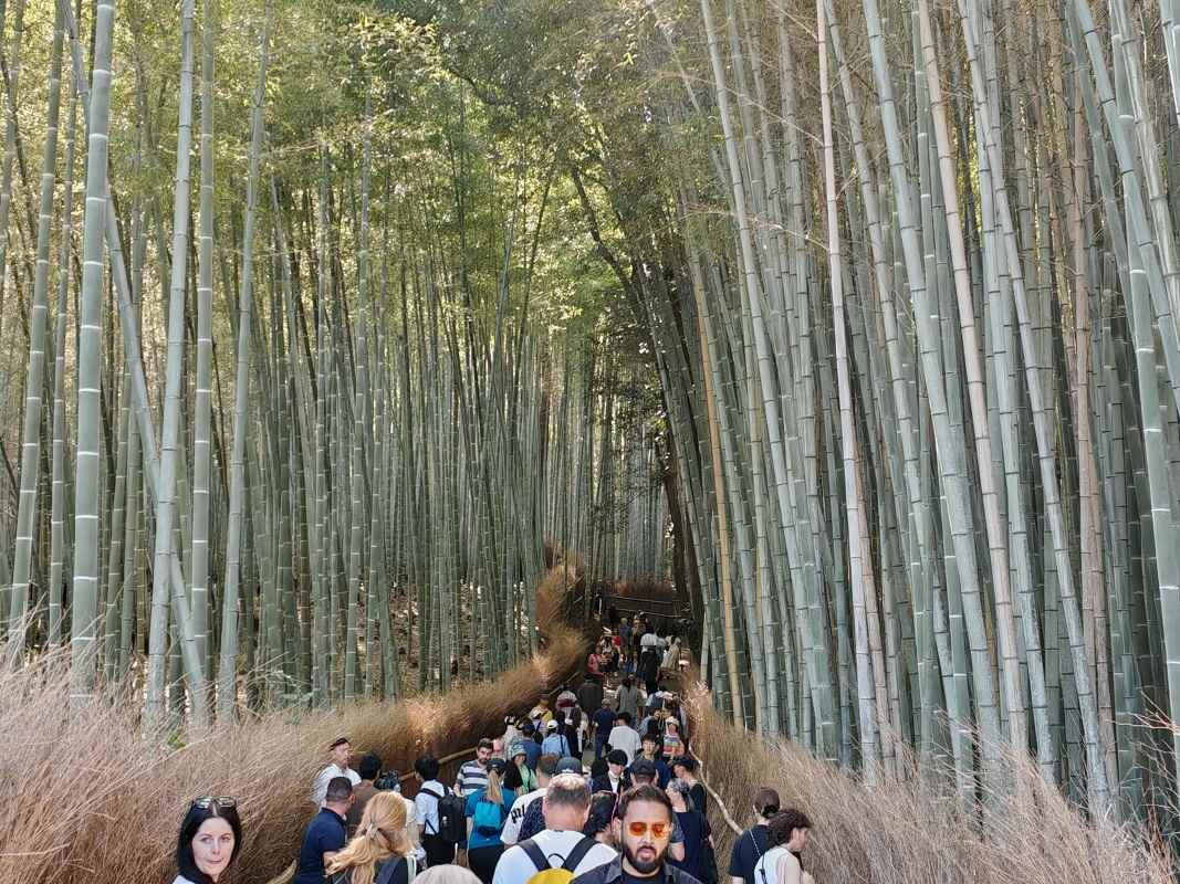 Bambusový les Arashiyama
