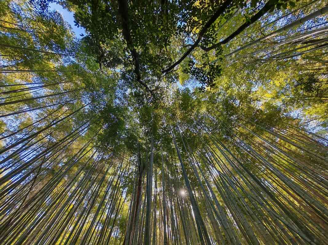 Bambusový les Arashiyama