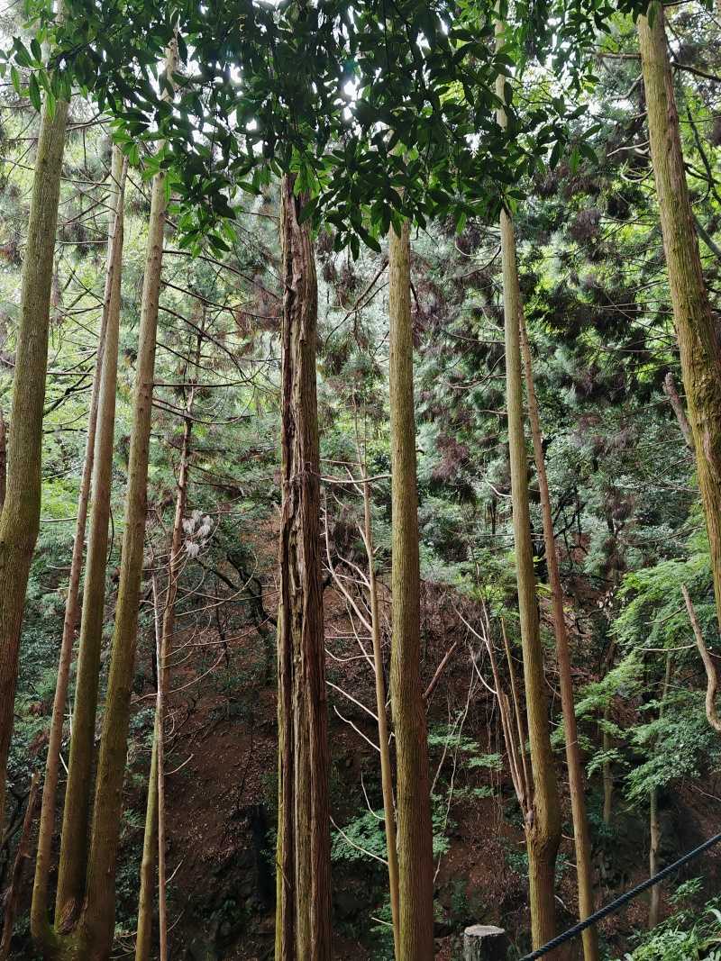 Arashiyama Monkey Park