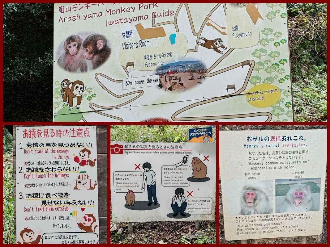 Arashiyama Monkey Park