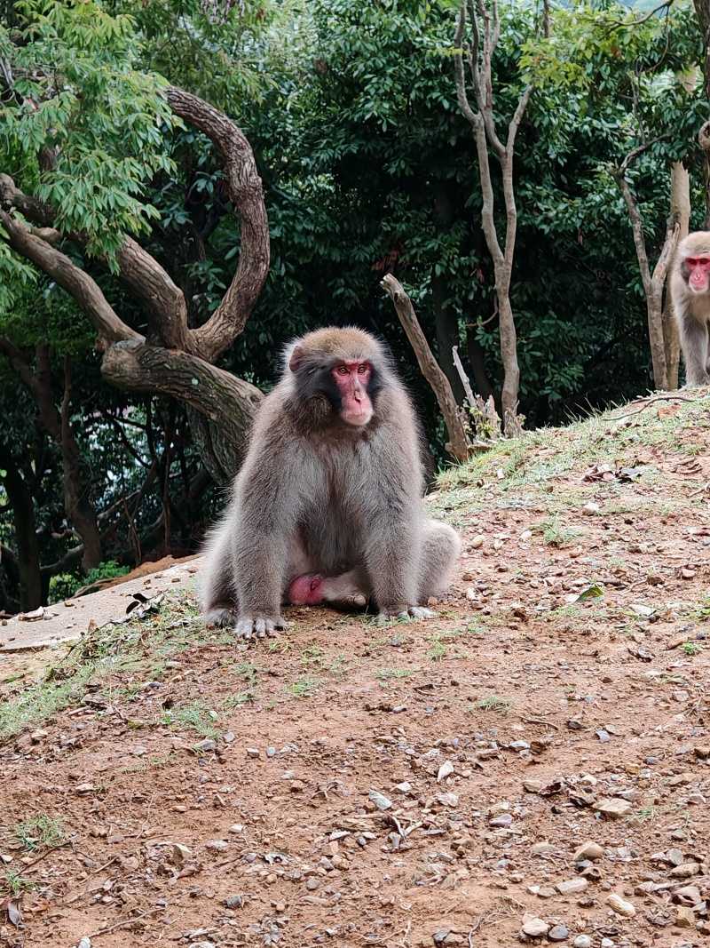 Arashiyama Monkey Park