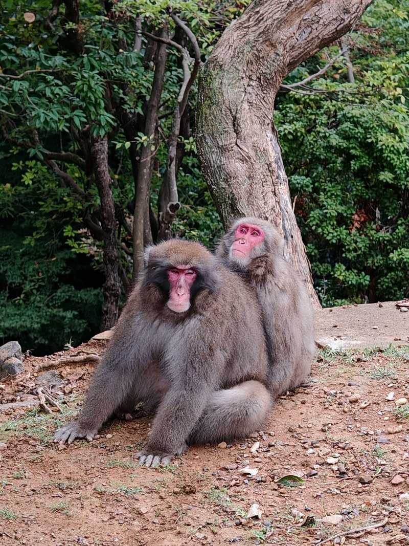 Arashiyama Monkey Park