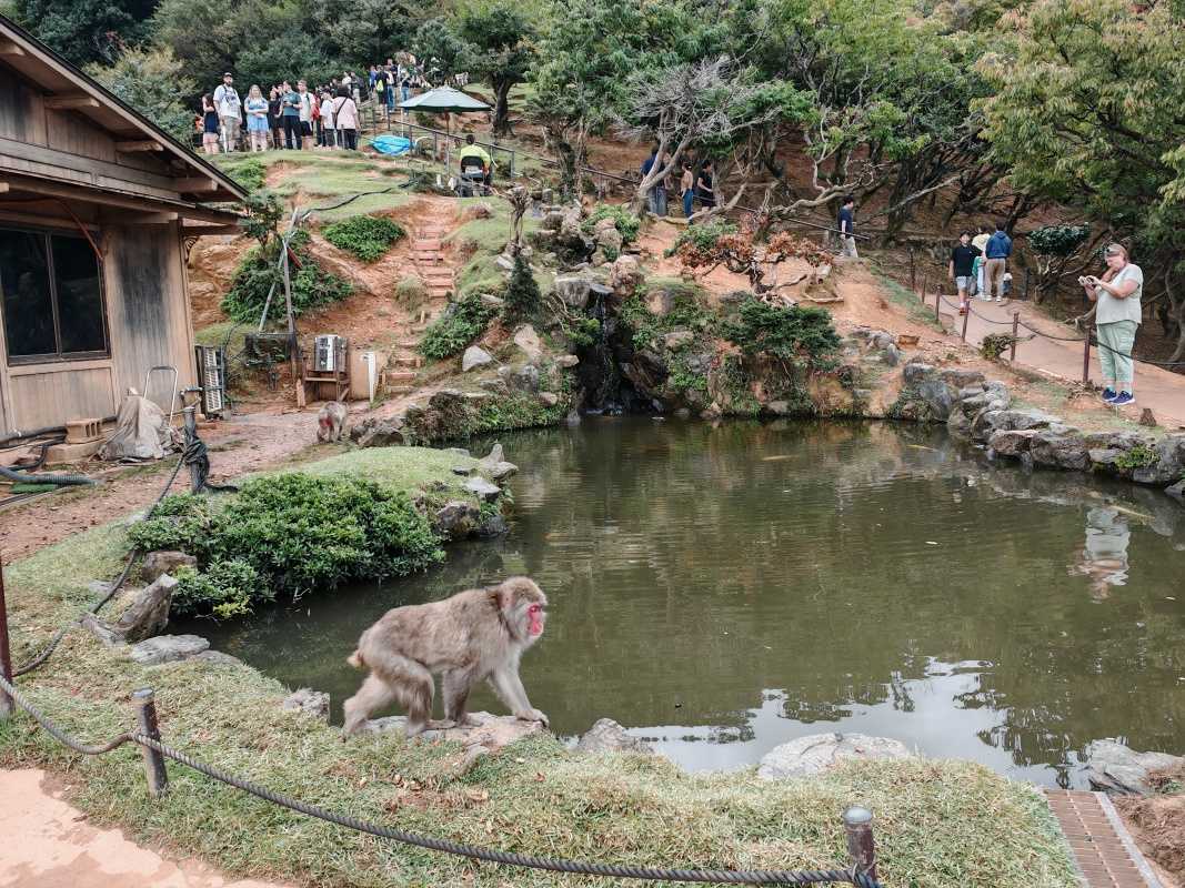 Arashiyama Monkey Park