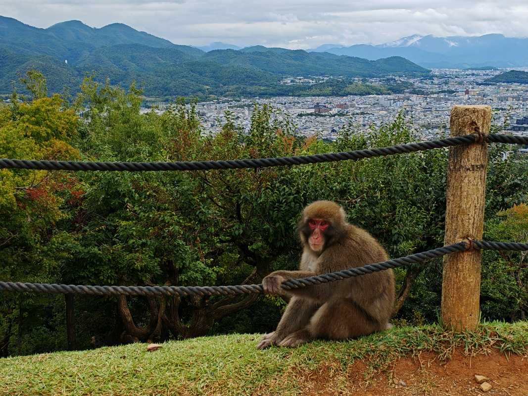 Arashiyama Monkey Park