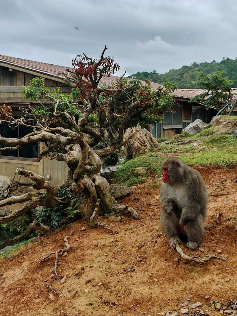 Arashiyama Monkey Park