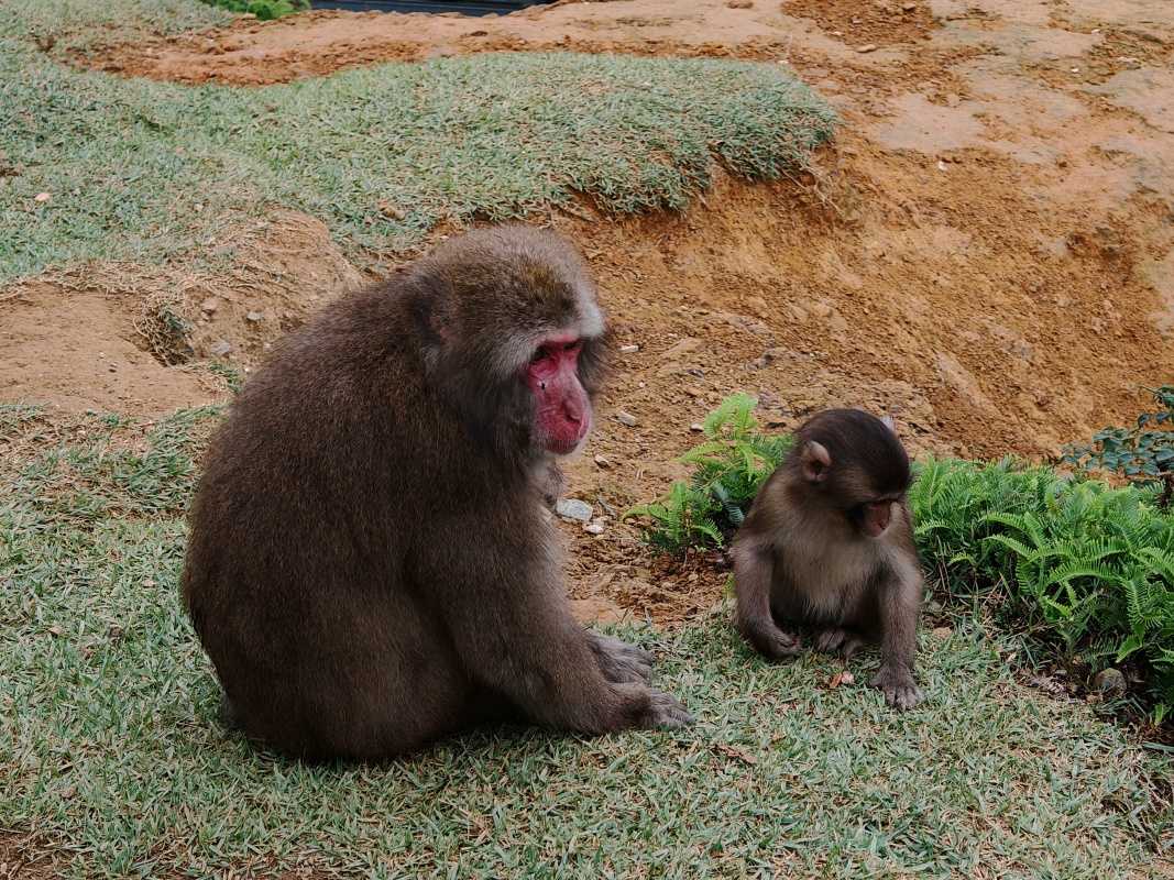 Arashiyama Monkey Park