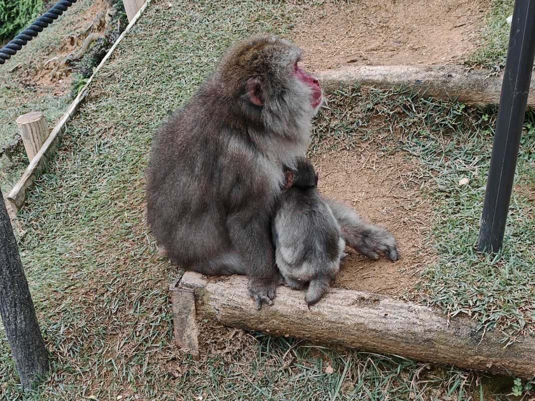 Arashiyama Monkey Park