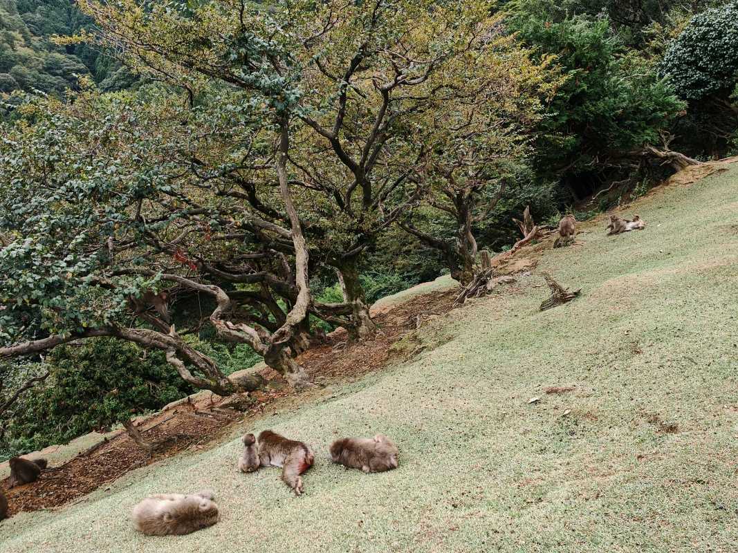 Arashiyama Monkey Park