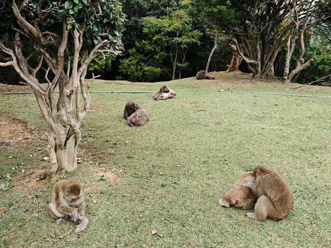 Arashiyama Monkey Park